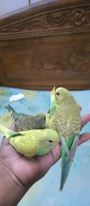 Baby Budgerigars for Sale