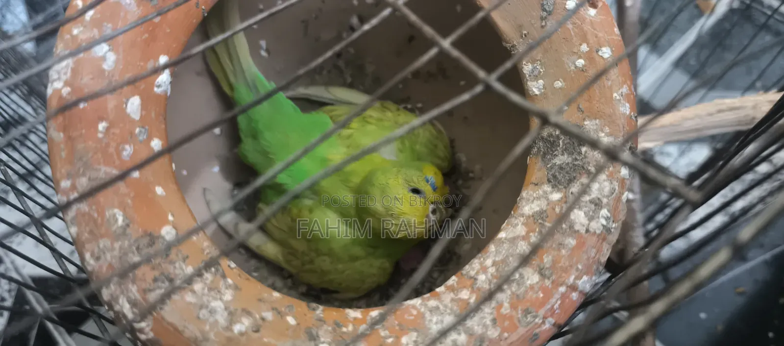 Budgerigar Birds for Sale