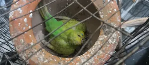 Budgerigar Birds for Sale