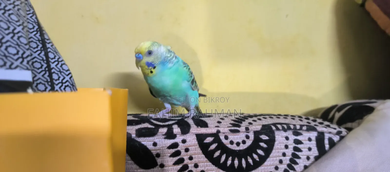 Budgerigar Birds for Sale