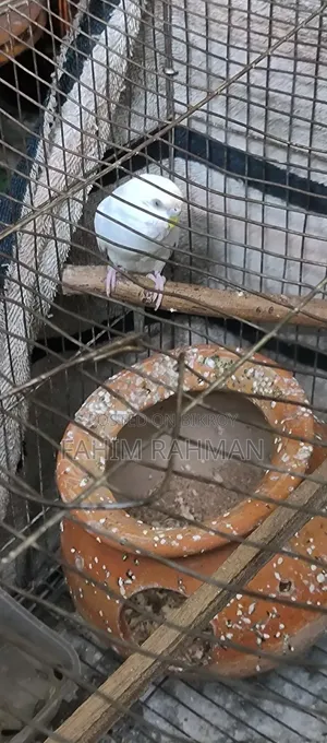 Budgerigar Birds for Sale