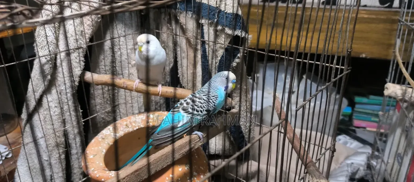 Budgerigar Birds for Sale