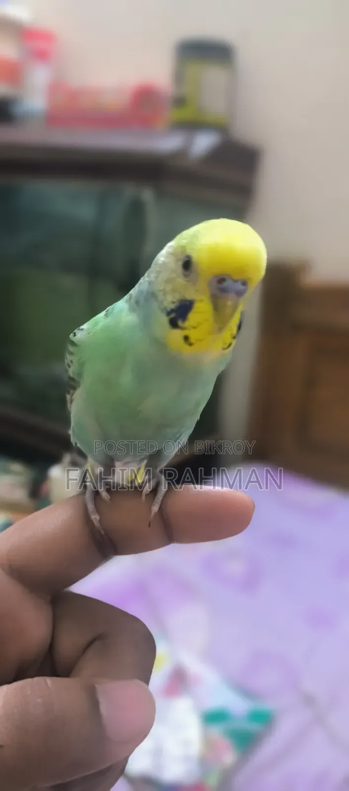 Budgerigar Birds for Sale