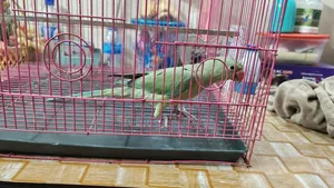 Sarthok Bird House
