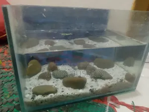 ৬/৯ মাত্র ফিশ ট্যাংক