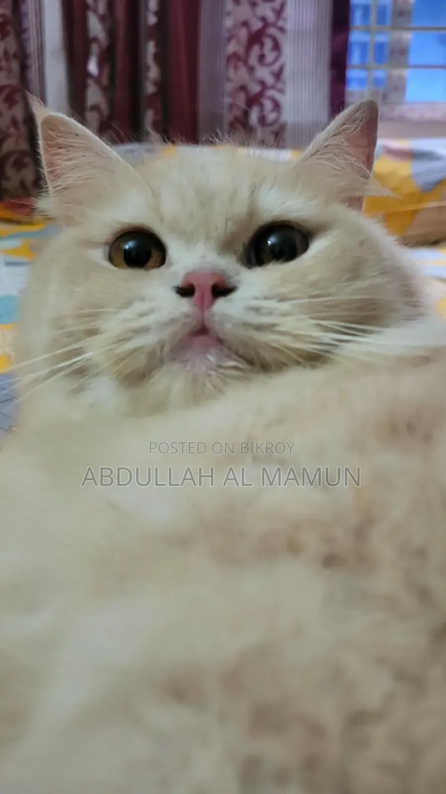 6-12 Months Female Purebred Persian
