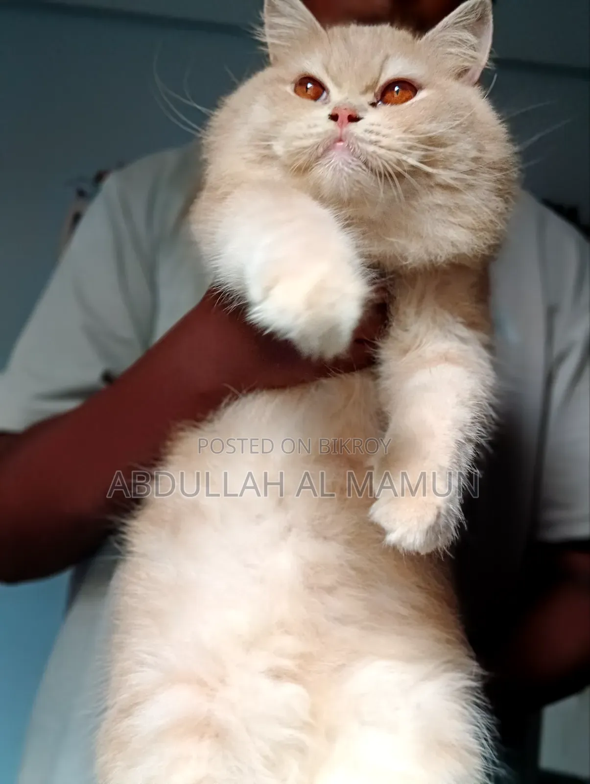 6-12 Months Female Purebred Persian