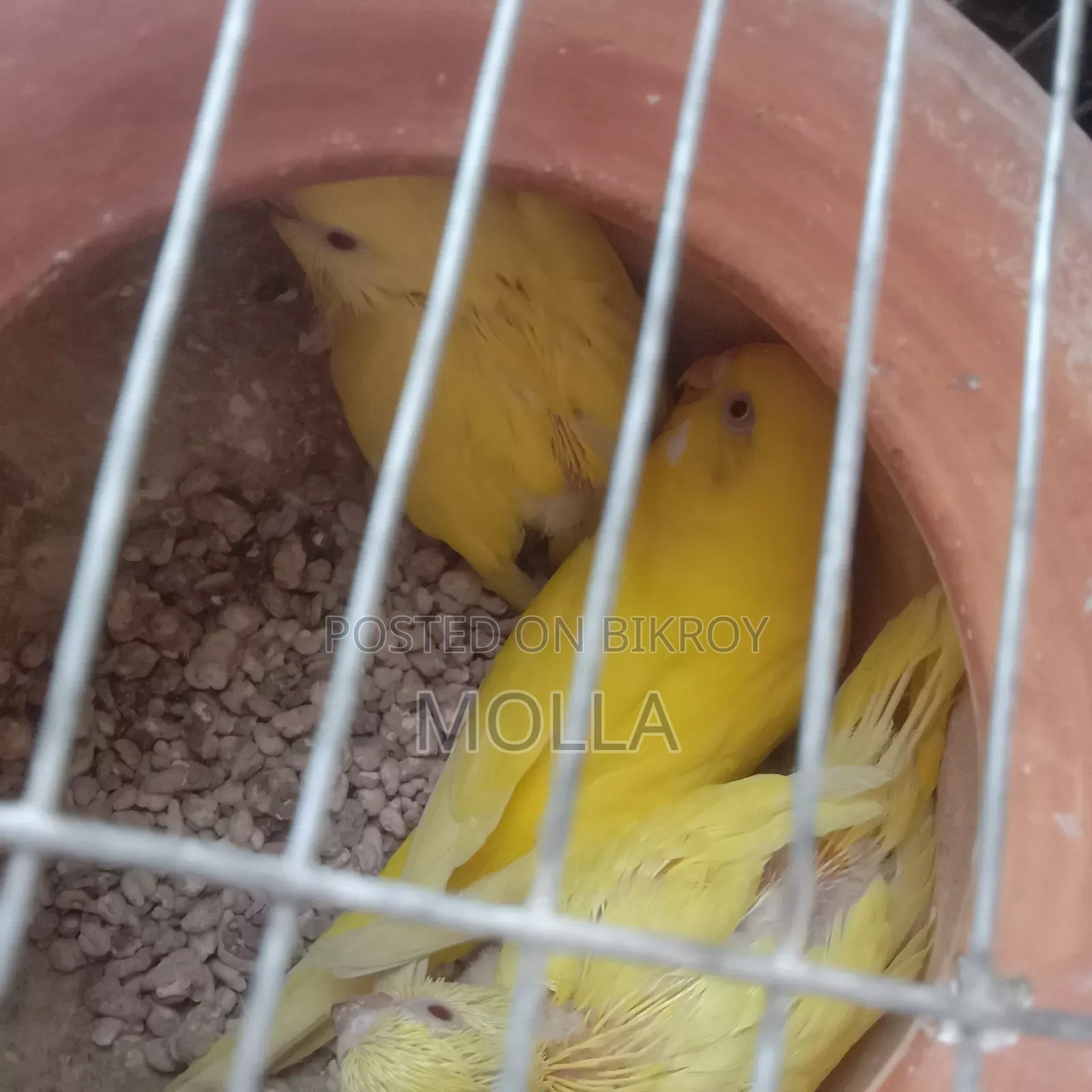 Lutino Budgerigar Master Pair Sale Egg Baby Running