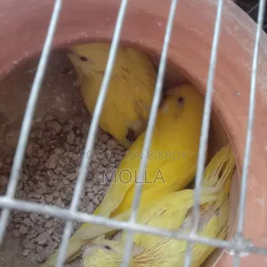 Lutino Budgerigar Master Pair Sale Egg Baby Running