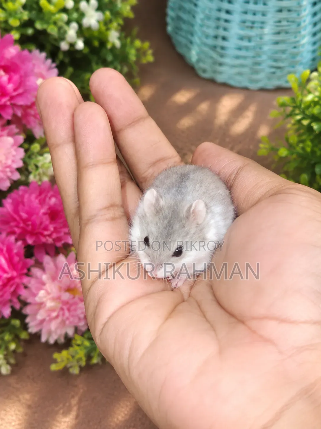 রাশিয়ান ডুয়ার্ফ হ্যামস্টার🥰