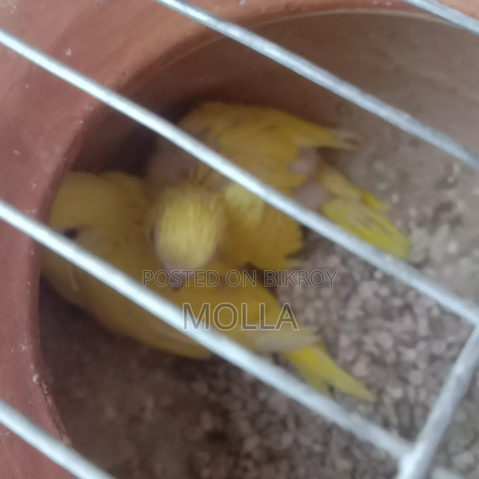Lutino Budgerigar Master Pair Sale Egg Baby Running