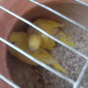 Lutino Budgerigar Master Pair Sale Egg Baby Running