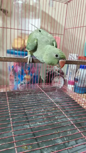 Sarthok Bird House