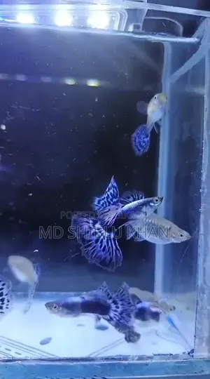 Purple Mosaic Guppy
