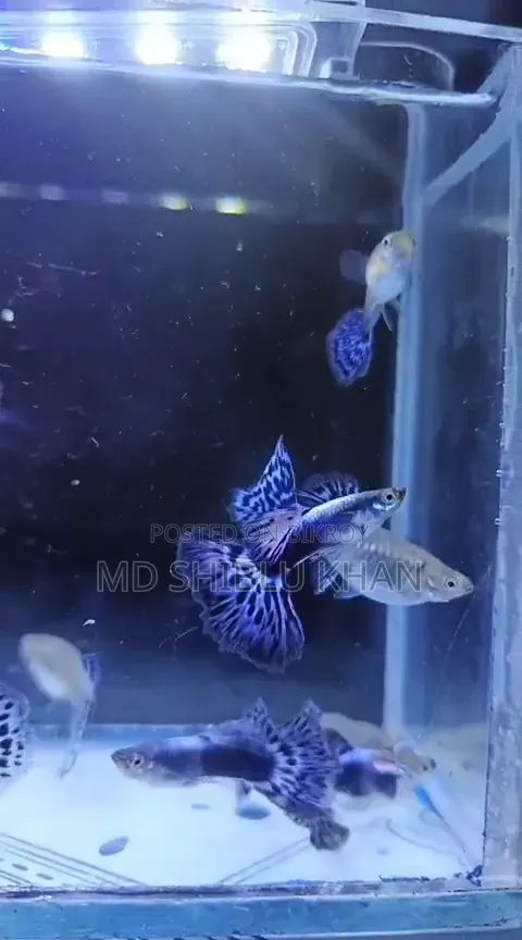 Purple Mosaic Guppy