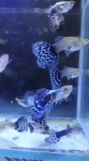Purple Mosaic Guppy