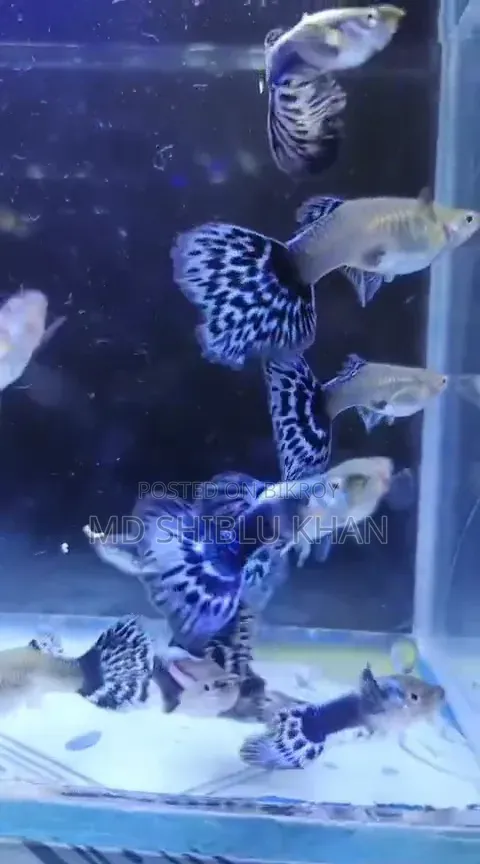 Purple Mosaic Guppy