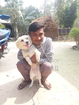 1+ Year Female Purebred Japanese Spitz