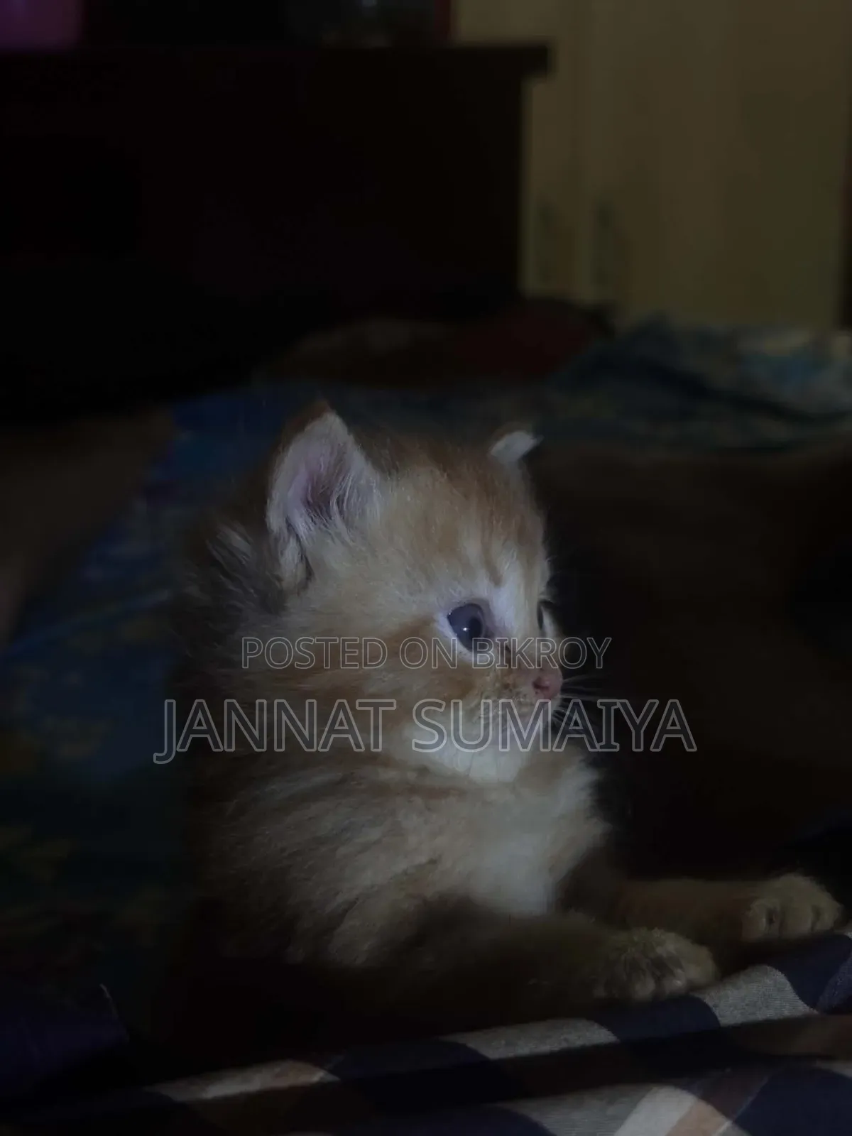 ০-১ মাসের মহিলা পিউর্ব্রেড পার্সিয়ান