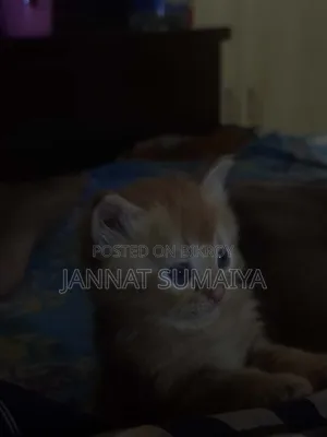 ০-১ মাসের মহিলা পিউর্ব্রেড পার্সিয়ান