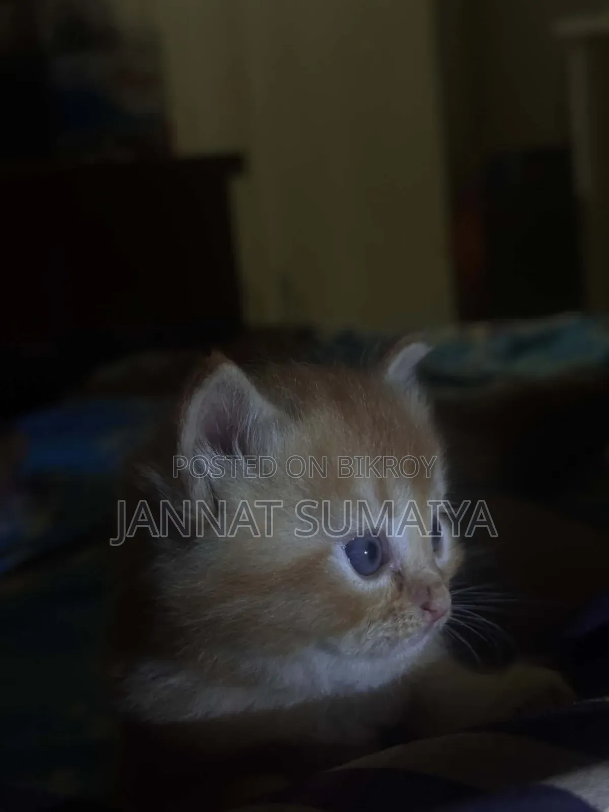 ০-১ মাসের মহিলা পিউর্ব্রেড পার্সিয়ান