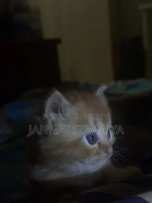 ০-১ মাসের মহিলা পিউর্ব্রেড পার্সিয়ান
