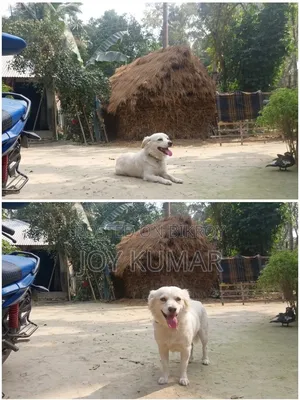 1+ Year Female Purebred Japanese Spitz
