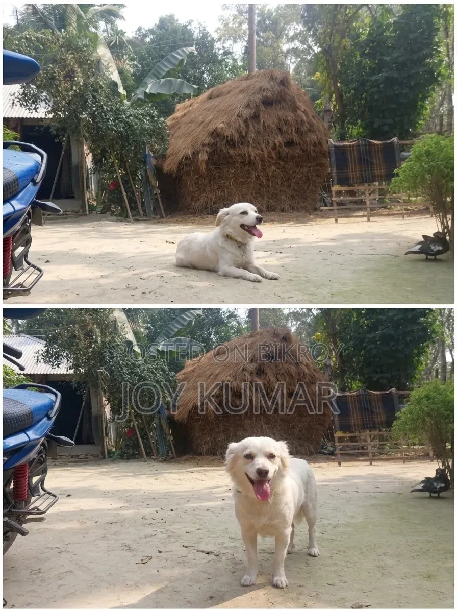 1+ Year Female Purebred Japanese Spitz