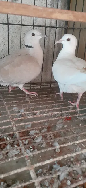 Australian Dove