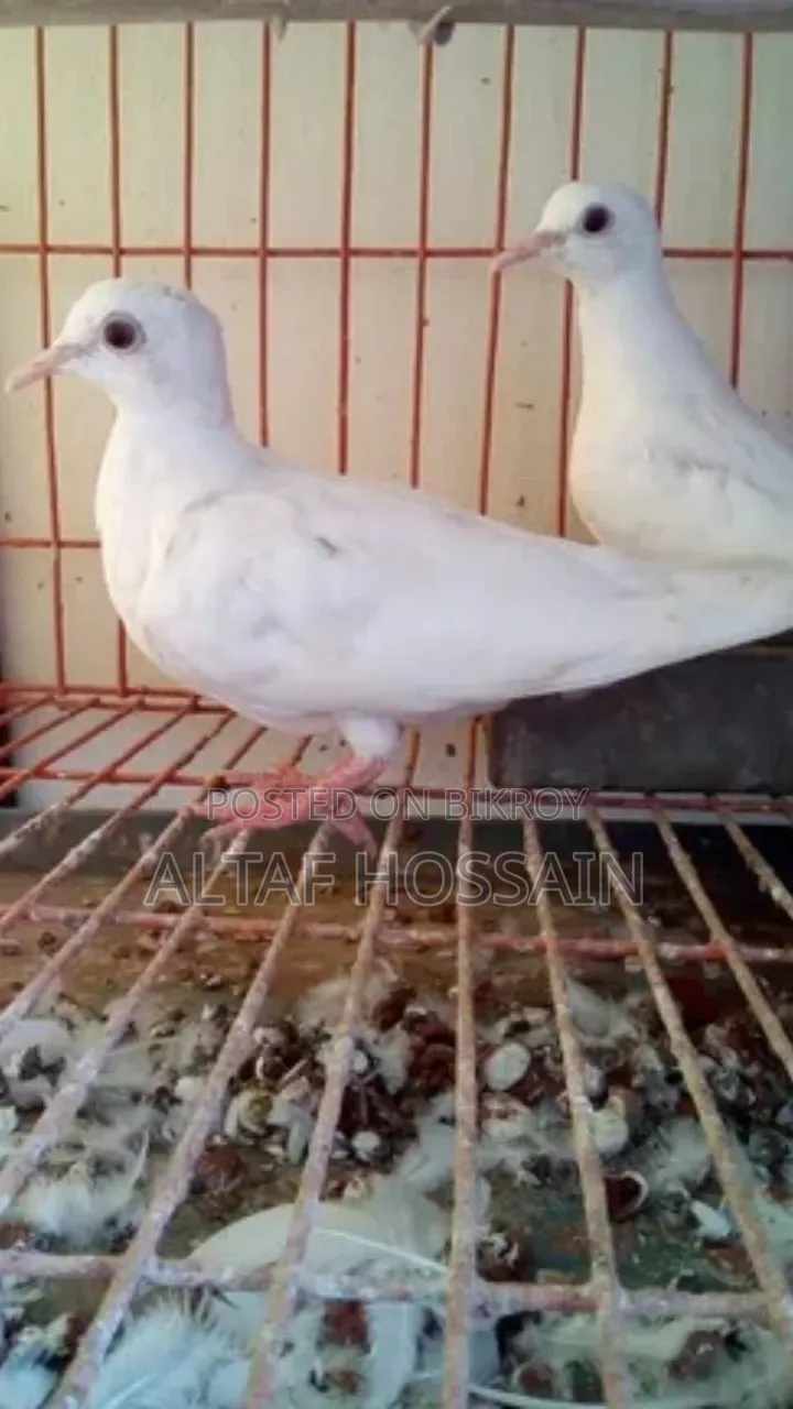 Australian Dove