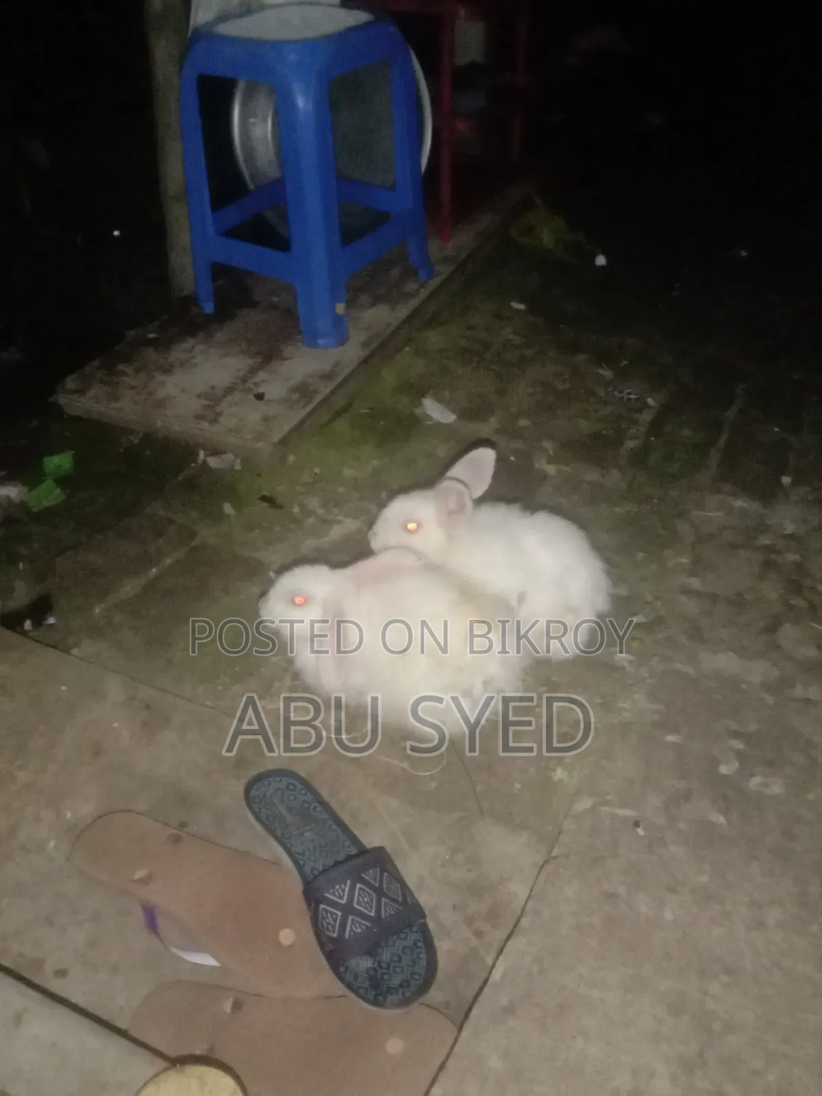প্রানি ও পোষা প্রাণী