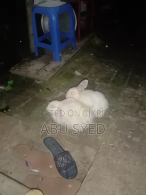 প্রানি ও পোষা প্রাণী