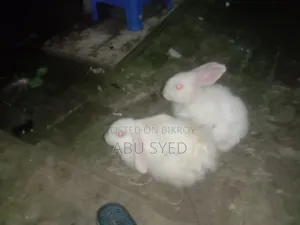 প্রানি ও পোষা প্রাণী