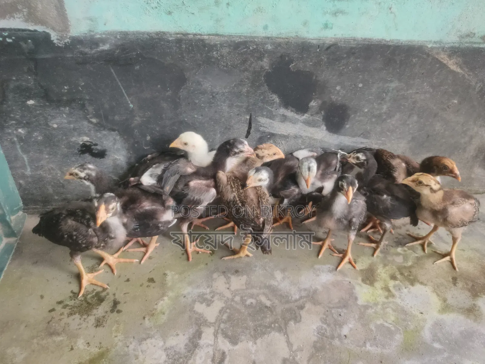 আসিল মুরগির বাচ্চা সেল হবে