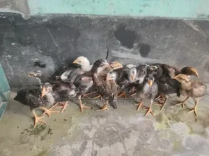 আসিল মুরগির বাচ্চা সেল হবে