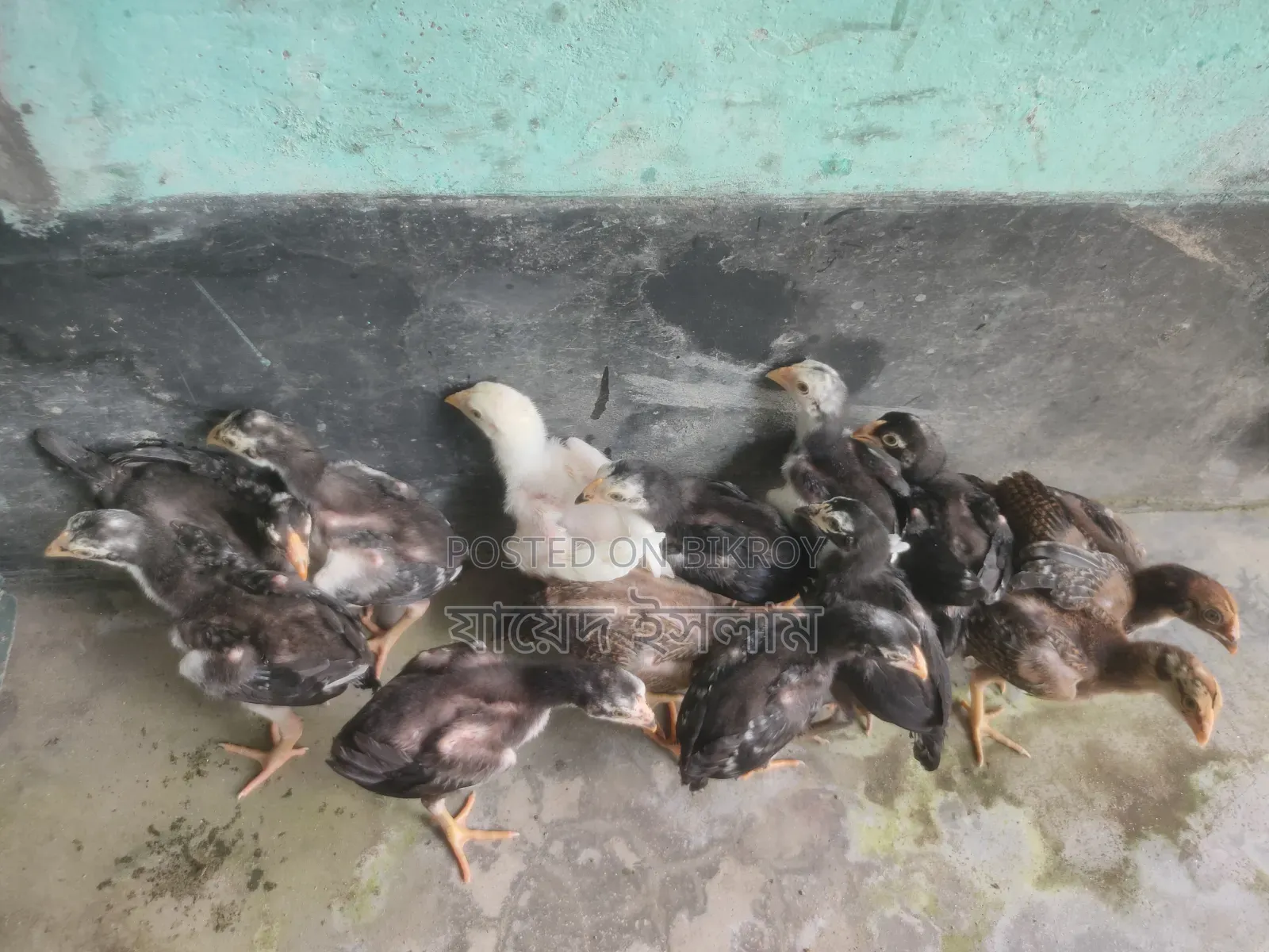 আসিল মুরগির বাচ্চা সেল হবে