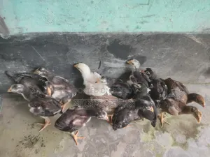 আসিল মুরগির বাচ্চা সেল হবে