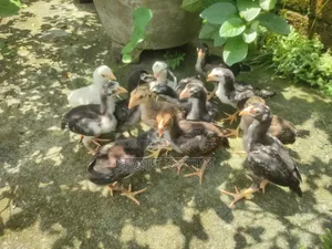 আসিল মুরগির বাচ্চা সেল হবে