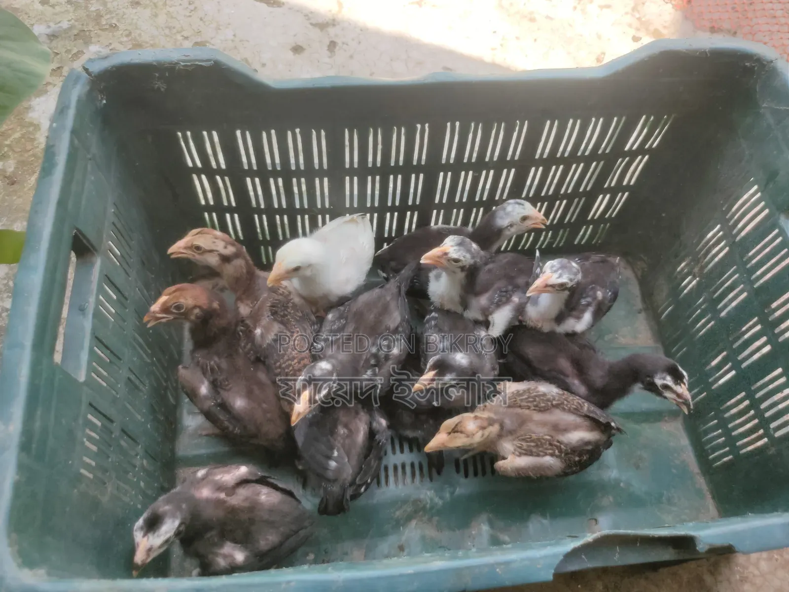 আসিল মুরগির বাচ্চা সেল হবে