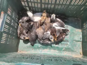 আসিল মুরগির বাচ্চা সেল হবে