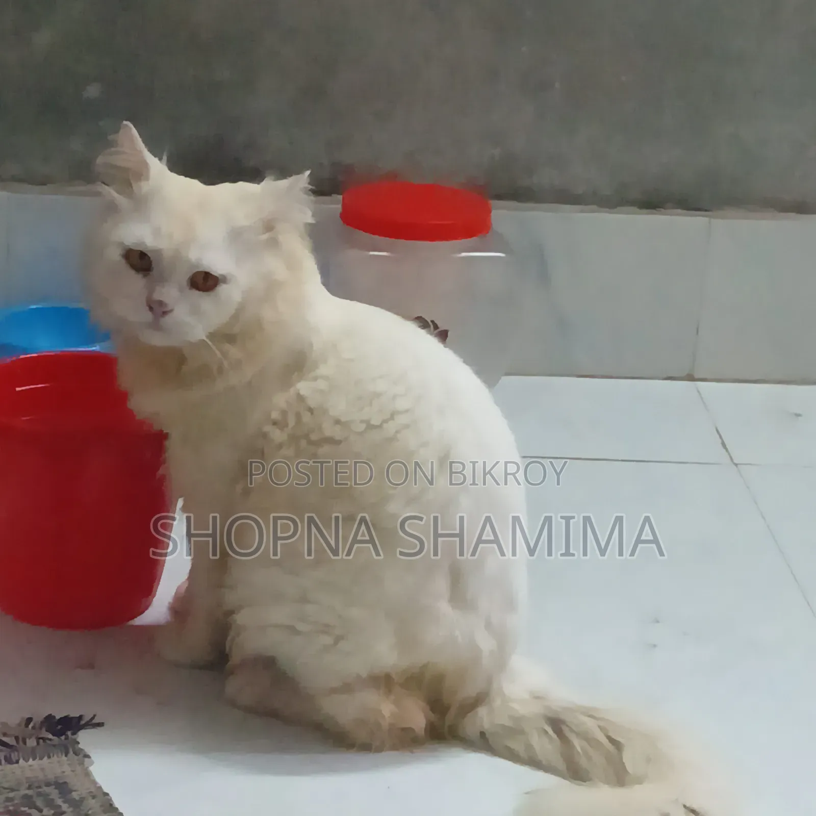 ১+ বছরের পুরুষ খাঁটি জাতের পার্সিয়ান