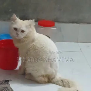 ১+ বছরের পুরুষ খাঁটি জাতের পার্সিয়ান