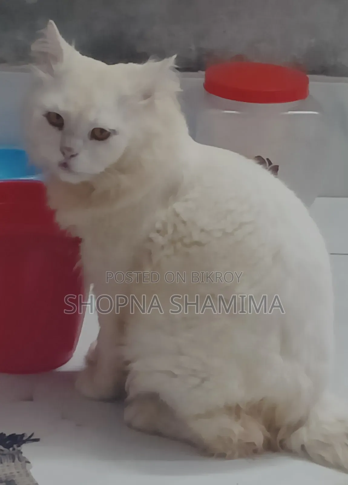 ১+ বছরের পুরুষ খাঁটি জাতের পার্সিয়ান