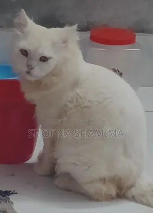 ১+ বছরের পুরুষ খাঁটি জাতের পার্সিয়ান