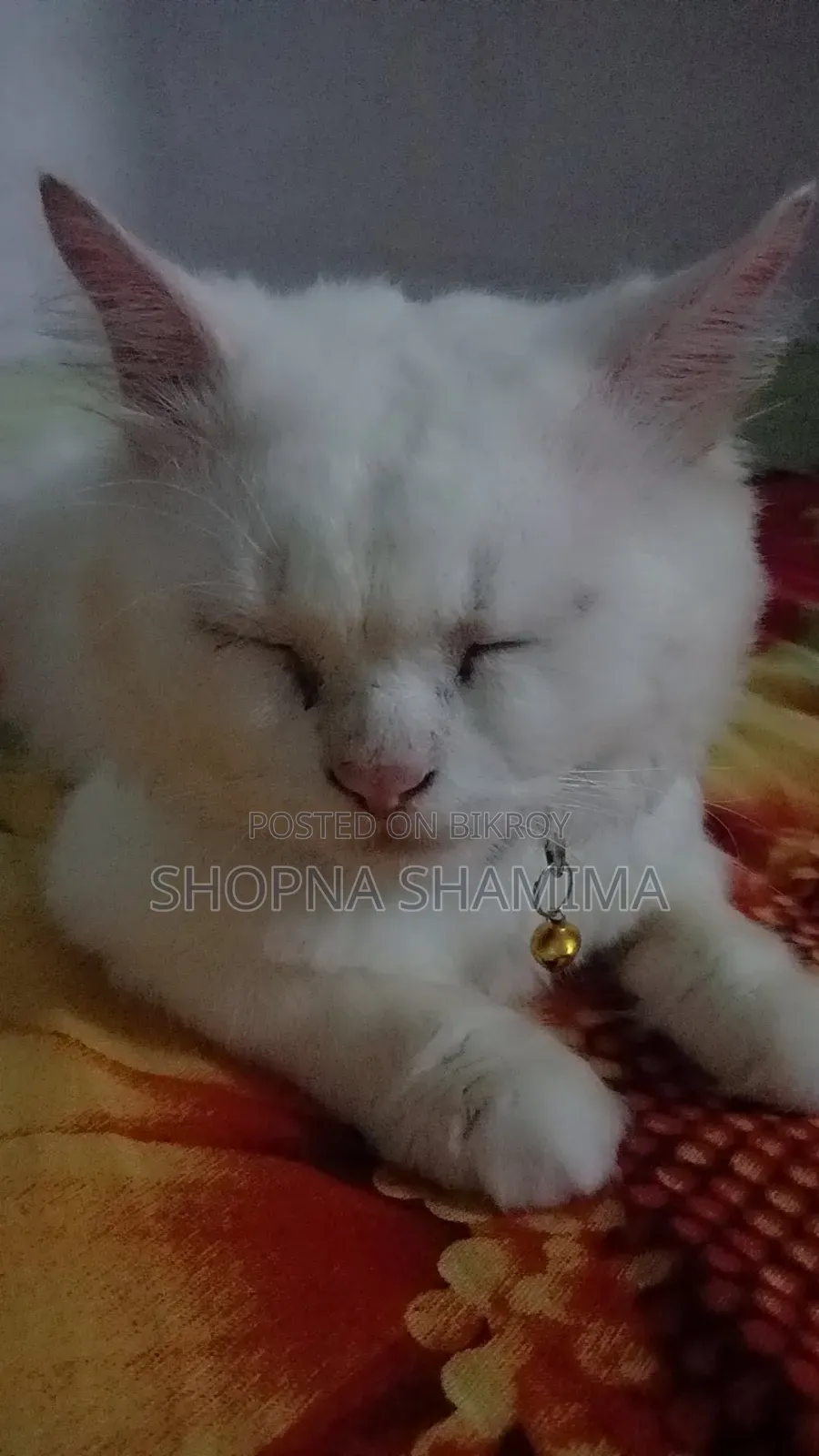 ১+ বছরের পুরুষ খাঁটি জাতের পার্সিয়ান