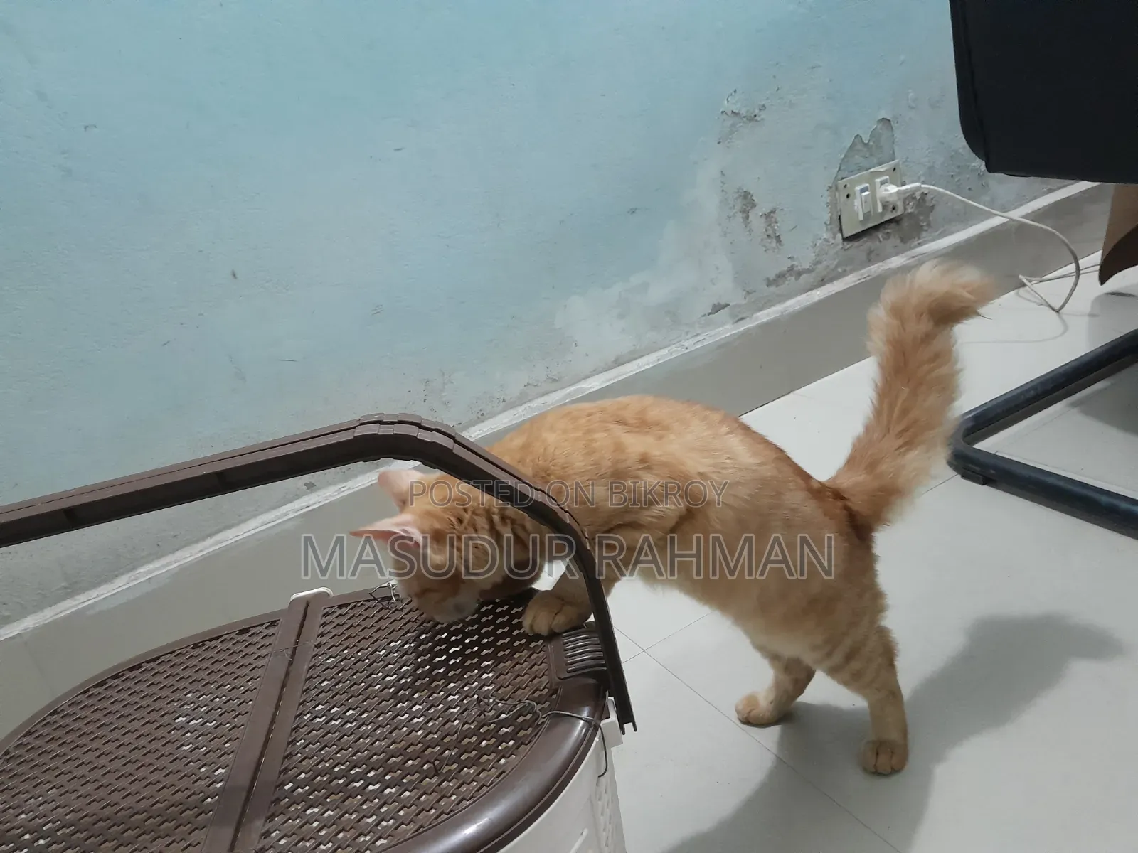 ৩-৬ মাসের পিওরব্রেড ফিমেল পারসিয়ান