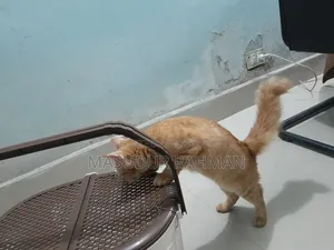 ৩-৬ মাসের পিওরব্রেড ফিমেল পারসিয়ান
