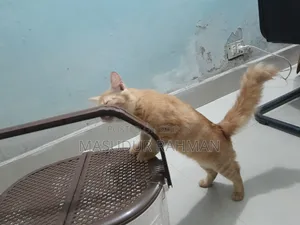 ৩-৬ মাসের পিওরব্রেড ফিমেল পারসিয়ান