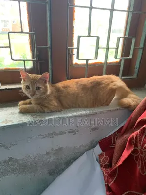 ৩-৬ মাসের পিওরব্রেড ফিমেল পারসিয়ান