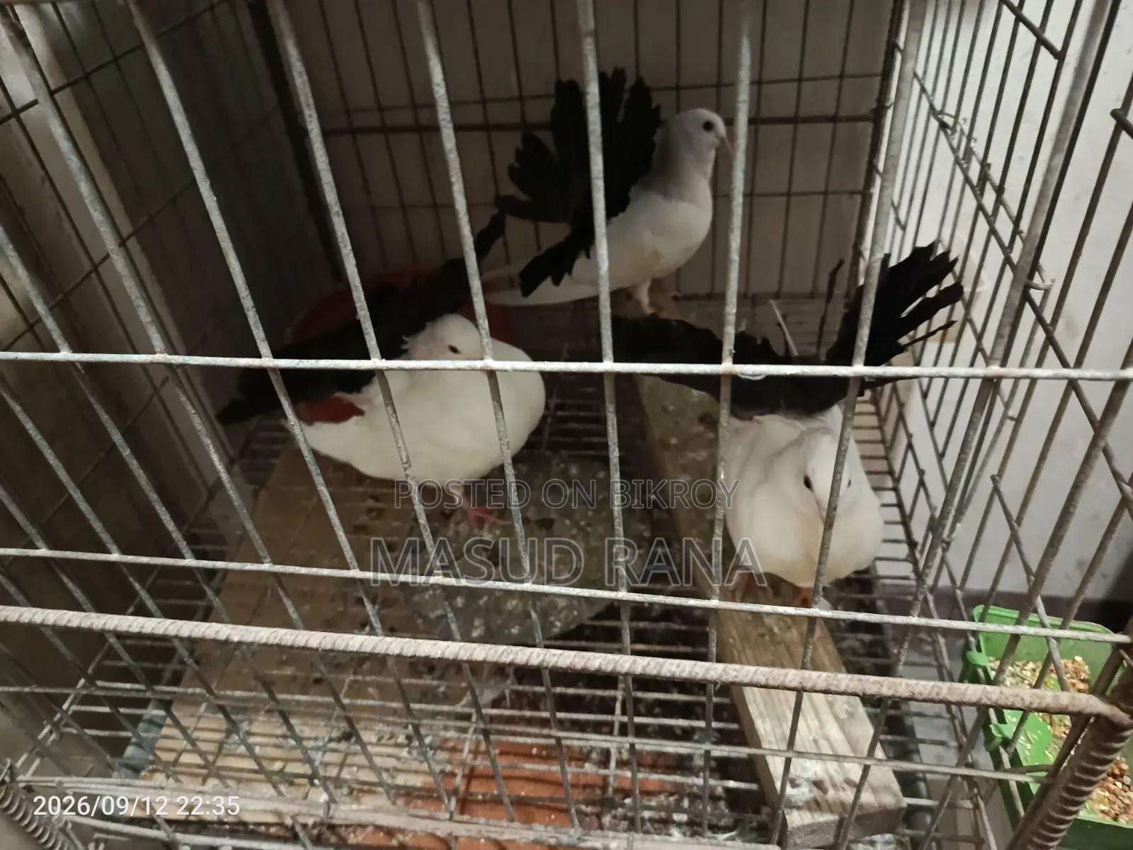 Fantail Telmark